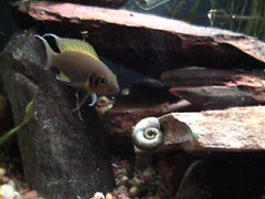 Ms. Daffodil: neolamprologus pulcher, the princess of burundi; Actual size=240 pixels wide