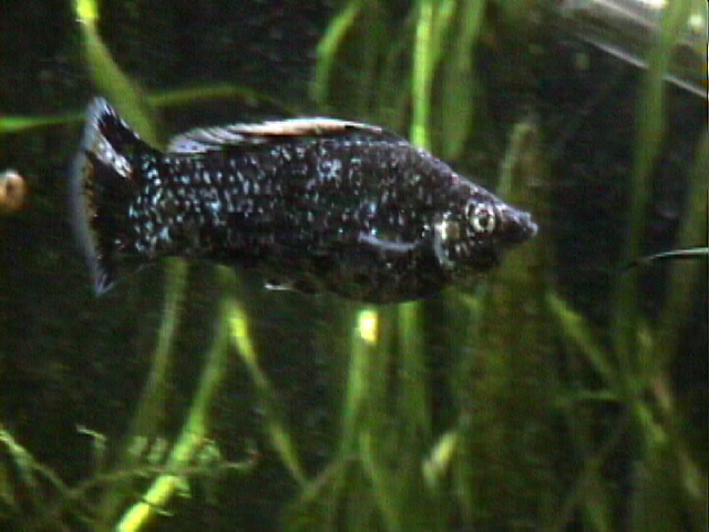 male dalmation in  tank; Actual size=240 pixels wide