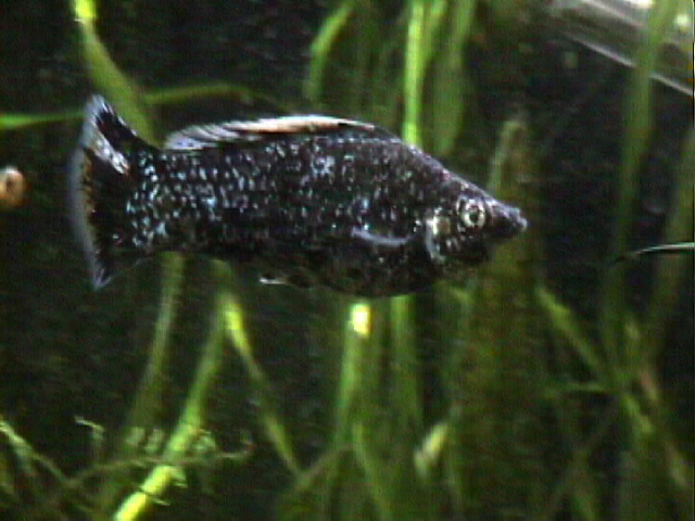 male dalmation in tank; Actual size=240 pixels wide